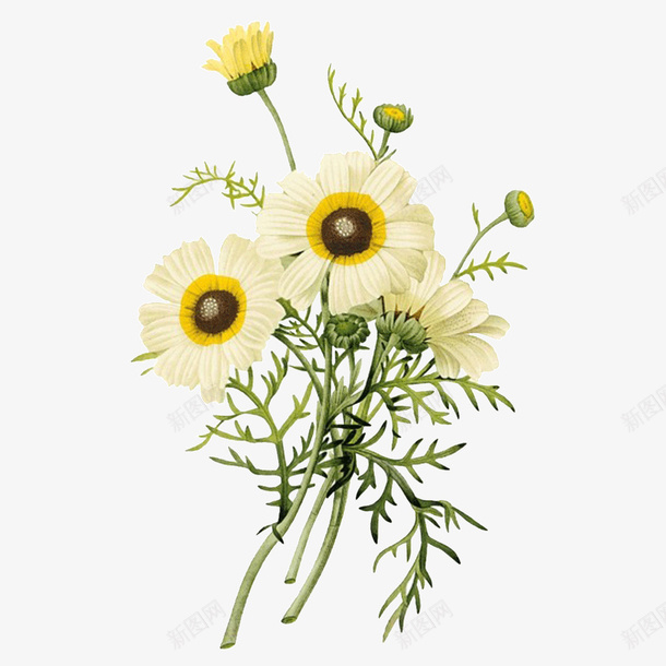 水彩花卉png免抠素材_新图网 https://ixintu.com 叶子 水彩 花卉 花朵 菊花 菊花彩绘