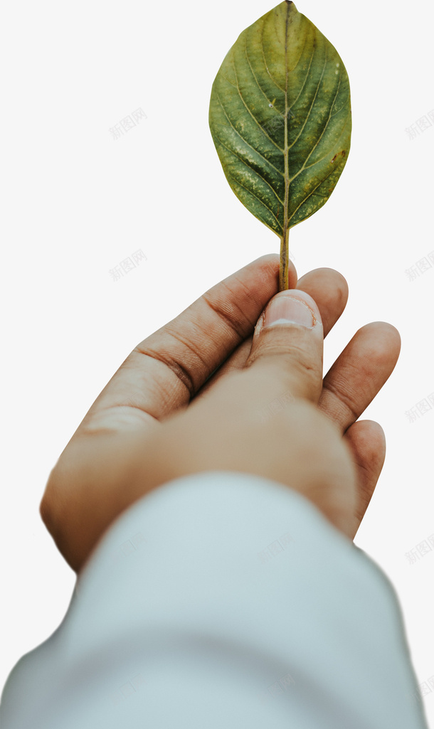 手拿着一片叶子psd免抠素材_新图网 https://ixintu.com 叶子 手持 春天 植物 清新