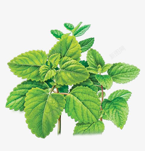 茂密的薄荷叶png免抠素材_新图网 https://ixintu.com 口香糖原料 植物素材 绿色 茂密风格 薄荷叶素材