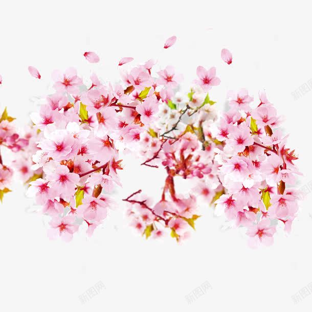 实物花朵png免抠素材_新图网 https://ixintu.com 淡粉色的花 满枝花朵 红色花蕊 花瓣飘零实景 花瓣飘飞 飘零的花瓣