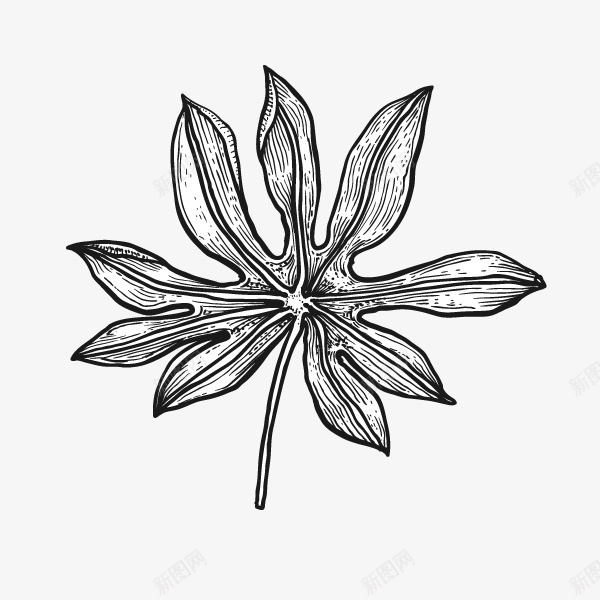 文艺清新花草海报装饰黑白花png免抠素材_新图网 https://ixintu.com 小清新花草装饰 文艺清新花草海报设计装饰黑白花草免费下载 文艺花草PPT制作 植物插画 海报设计 花草包装礼盒 花草插画 花草装饰 黑白花草