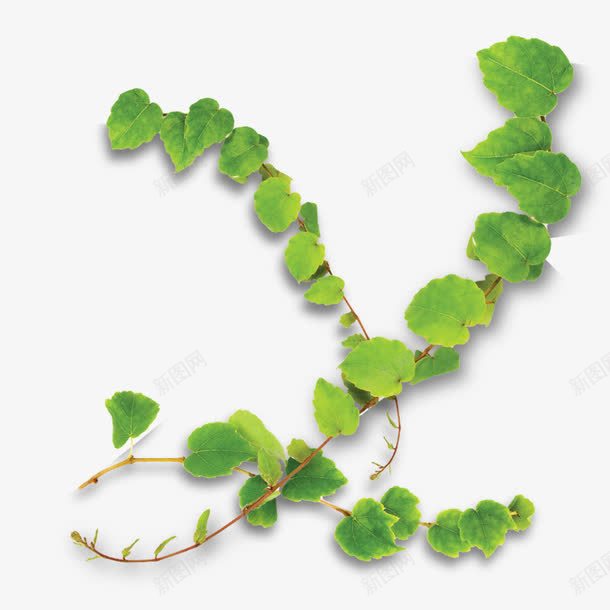 爬山虎png免抠素材_新图网 https://ixintu.com 植物 蔓藤 藤条