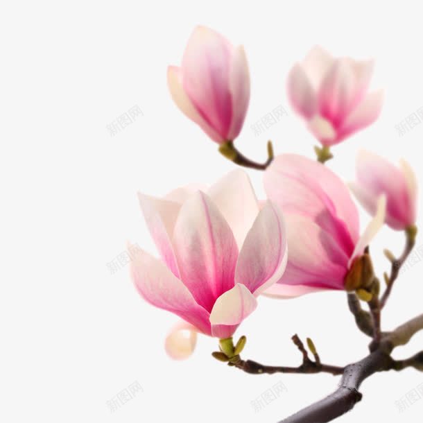 玉兰花红色花朵png免抠素材_新图网 https://ixintu.com 玉兰花 红色 花朵