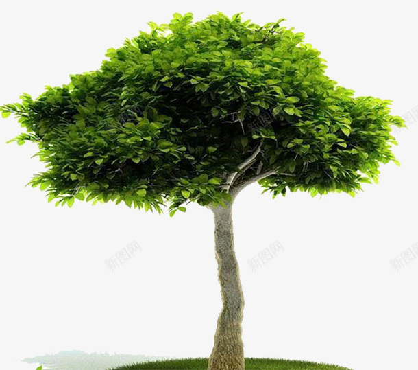 园林景观植物古榕树模型png免抠素材_新图网 https://ixintu.com 古榕树 园林景观 树林灌木 植物 植物园林 模型