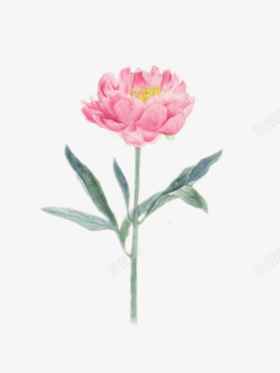 一朵粉色的不知名小花png免抠素材_新图网 https://ixintu.com 手绘 插画 装饰
