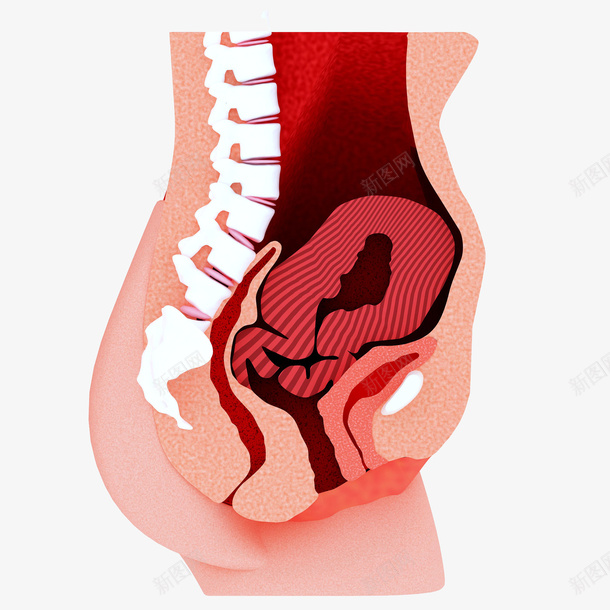 女性子宫卡通插画png免抠素材_新图网 https://ixintu.com 医疗 医药 卫生保健 女性子宫卡通插画 子宫 局部 生物 腹部 身体部位