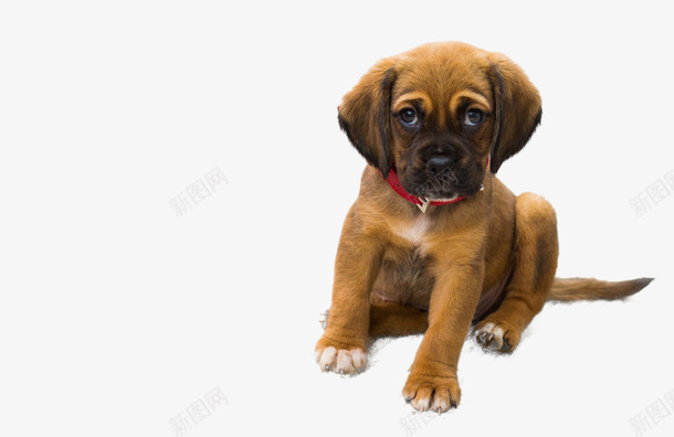 忧郁可爱的小狗狗png免抠素材_新图网 https://ixintu.com DOG 小狗 沙皮狗 狗狗 黄狗