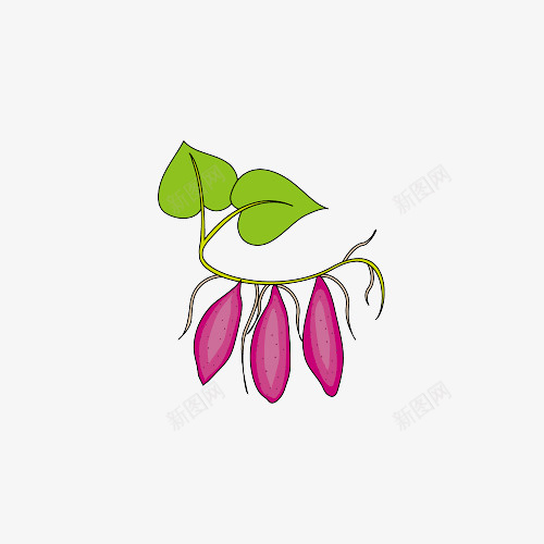 卡通一串新鲜红薯插画png免抠素材_新图网 https://ixintu.com 农业 农作物 卡通 地瓜 插画 紫薯 红薯 红薯卡通 红薯叶 红薯苗