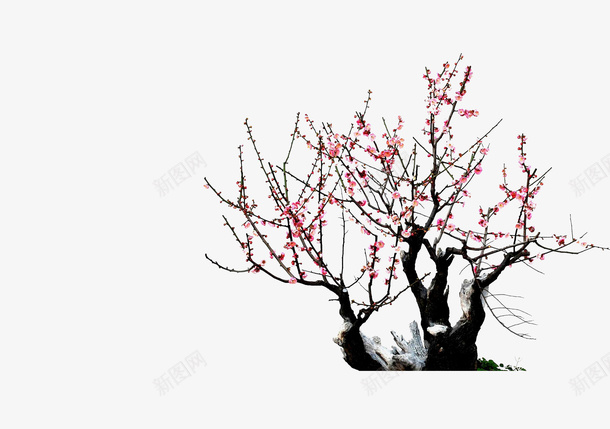 2017年桃花节psd免抠素材_新图网 https://ixintu.com 2017 2017桃花节 桃花 桃花源 红色