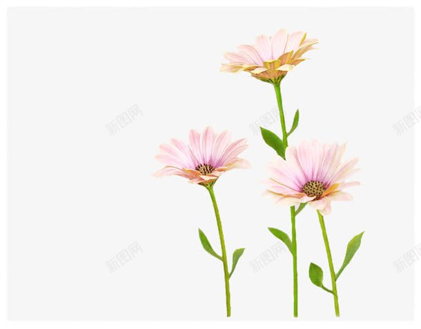 三朵格桑花png免抠素材_新图网 https://ixintu.com 卡通 可爱 格桑花 花卉 鲜花