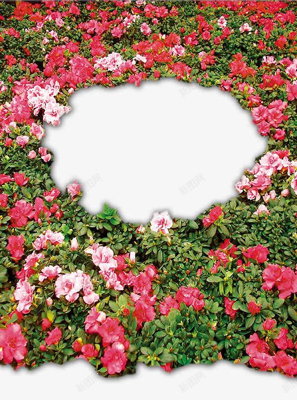 鲜艳红色花海psd免抠素材_新图网 https://ixintu.com 植物 玫瑰 草地 鲜花