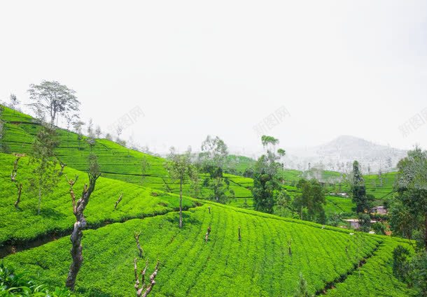 茶园风景png免抠素材_新图网 https://ixintu.com 其他风光 美丽景色 美丽风景 美景 茶园风景 茶山 风景图片 风景夕阳 风景摄影 风景茶园