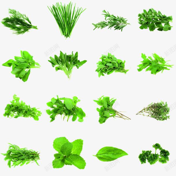 草本植物矢量图ai免抠素材_新图网 https://ixintu.com 植物 绿色 绿色植物 茼蒿 草本 薄荷 野菜 矢量图