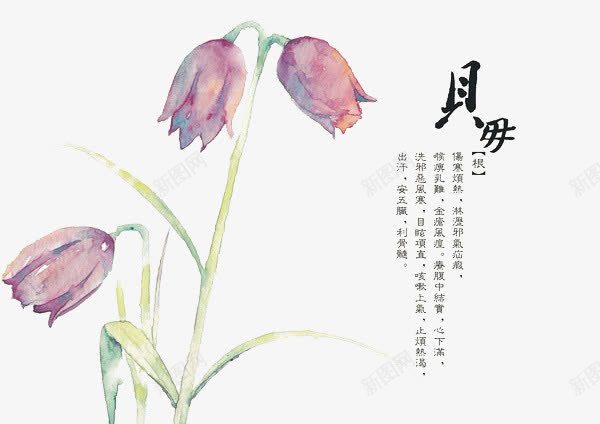 手绘中医中药png免抠素材_新图网 https://ixintu.com 中医 中国水墨画 中药 本草纲目 植物 草本 药草 贝母