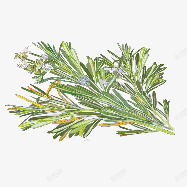 手绘开花的新鲜迷迭香插画png免抠素材_新图网 https://ixintu.com 开花 手绘 手绘迷迭香 插画 花语 草本 调料 迷迭香 食物