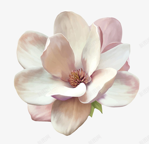 白色香味凋零的玉兰花瓣实物png免抠素材_新图网 https://ixintu.com 发白 叶子 喜光 木兰族 木兰科 树叶 植物界 玉兰花瓣 耐寒 芳香油 茂盛 药用价值