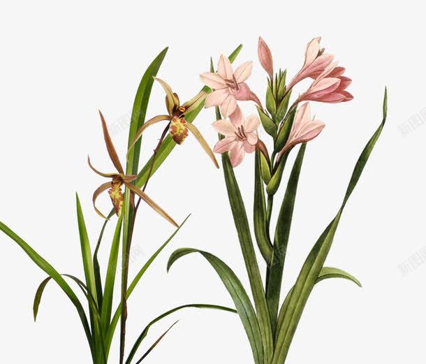 粉红兰花草psd免抠素材_新图网 https://ixintu.com 兰花 兰花草 兰草 君子兰 花 花草