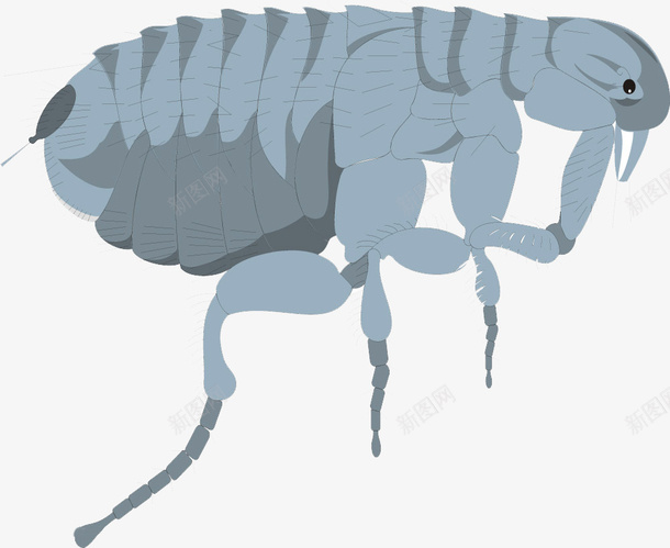 跳蚤绘画png免抠素材_新图网 https://ixintu.com 昆虫 生物世界 虱子 跳蚤
