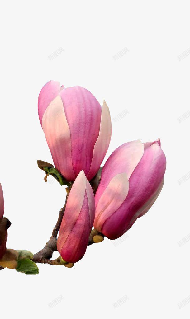 红玉兰特写含苞待放花儿png免抠素材_新图网 https://ixintu.com 乔木 养殖 娇媚 特写 红玉兰 绿化 花儿 花树林 苗木