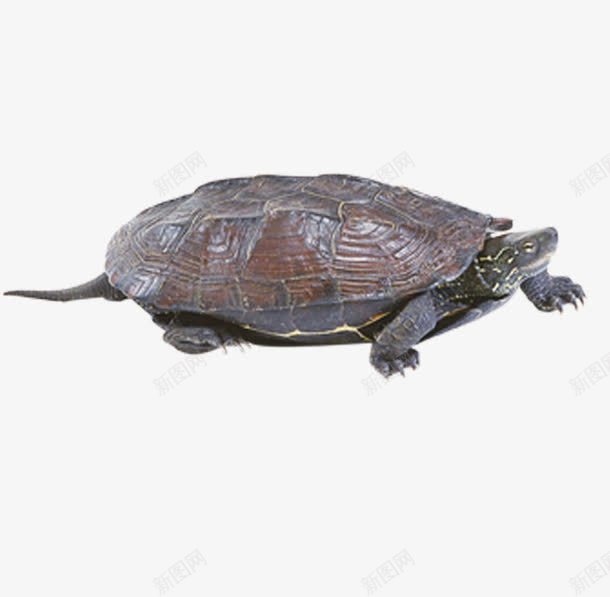 甲鱼png免抠素材_新图网 https://ixintu.com 乌龟 摄影图 水鱼 海洋生物 海鱼 海鲜