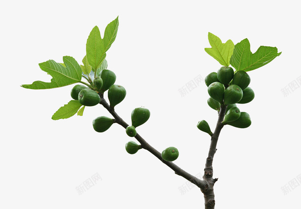 无花果植物实拍png免抠素材_新图网 https://ixintu.com 无花果 无花果叶子 植物 植物无花果 绿色 绿色叶子