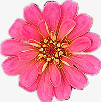 美丽的格桑花png免抠素材_新图网 https://ixintu.com 优雅 粉红色 美观 芬香