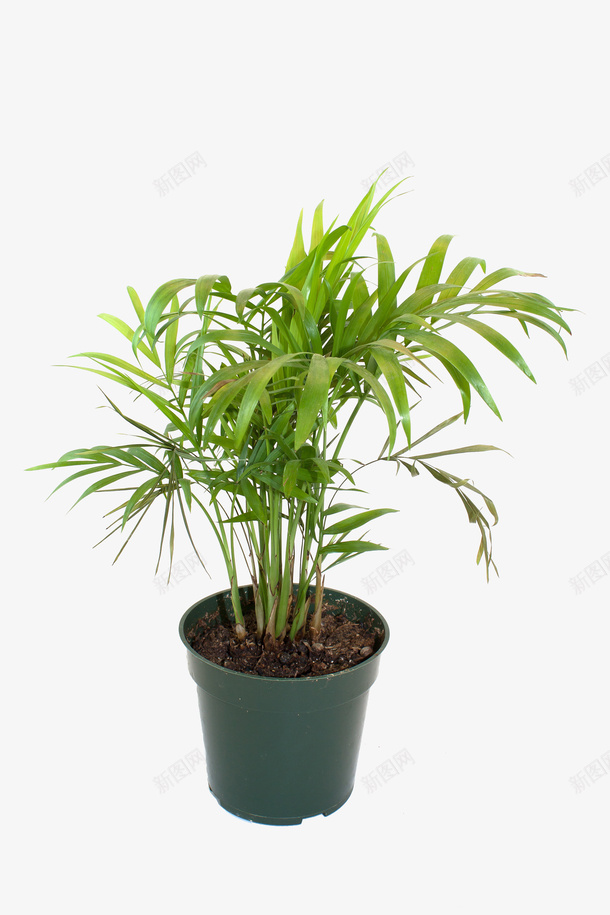 盆栽竹子png免抠素材_新图网 https://ixintu.com 植物 盆栽 竹子 绿色