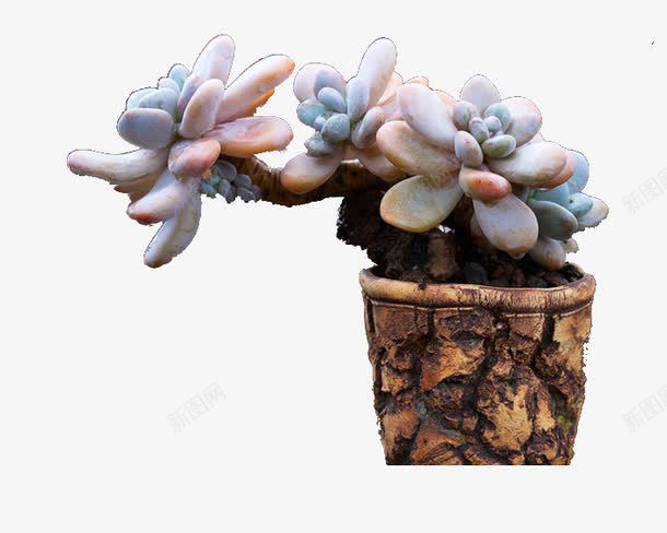 树皮纹理盆的多肉png免抠素材_新图网 https://ixintu.com 像左侧生长 多肉 多肉植物 实物 树皮纹理盆 植物 盆栽 蓝色多肉