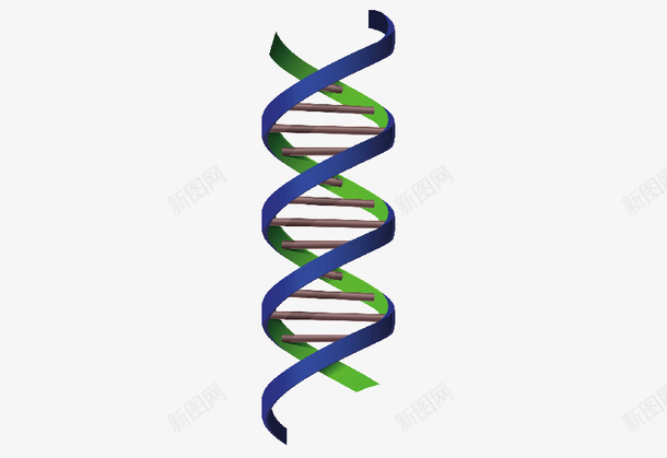 DNA生物链png免抠素材_新图网 https://ixintu.com DNA链 免抠 卡通动漫 卡通链条 生物学 生物研究 生物细胞