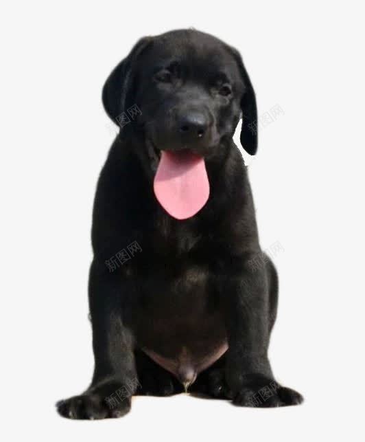 黑色成年犬png免抠素材_新图网 https://ixintu.com 产品实物 毛色有光泽 温顺 顺滑