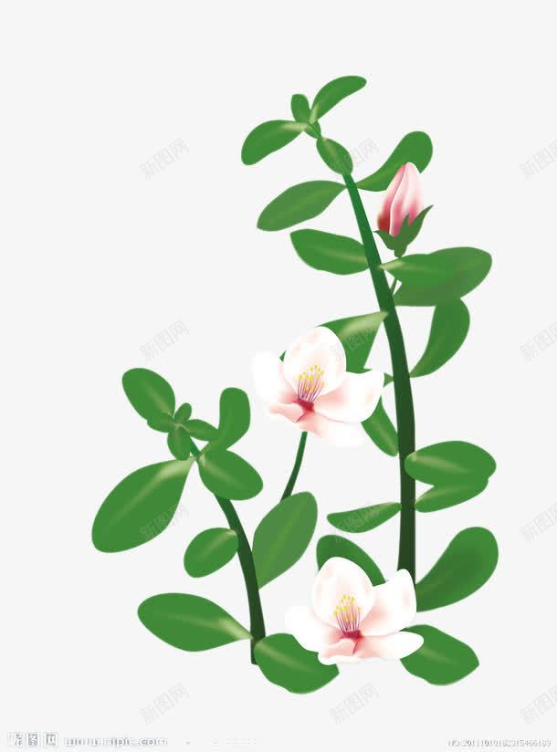 马齿苋开花png免抠素材_新图网 https://ixintu.com 开花植物 马齿苋