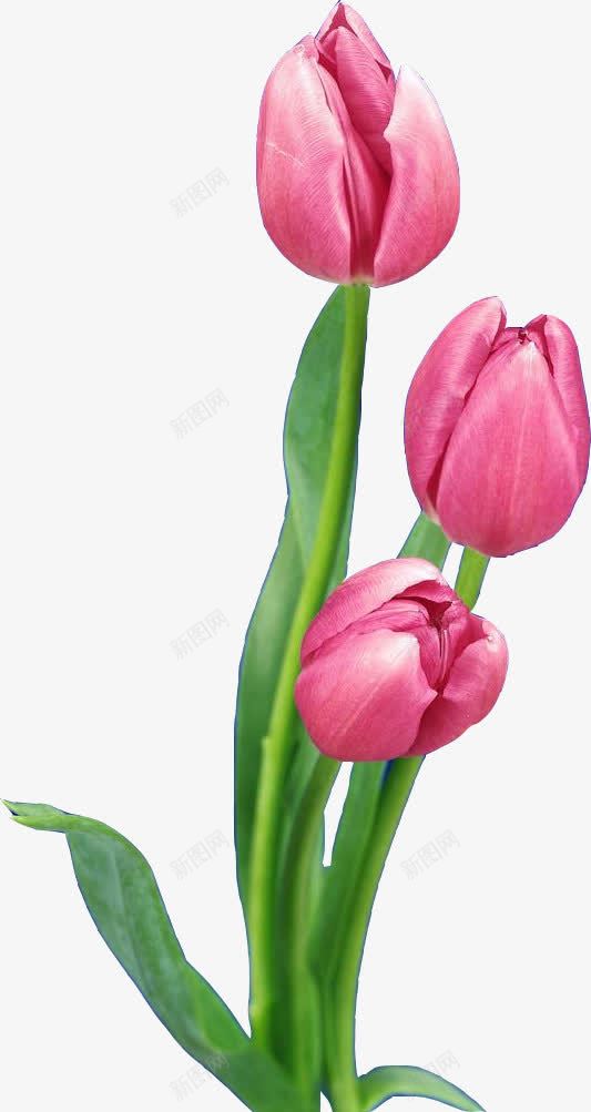 浪漫郁金香花束png免抠素材_新图网 https://ixintu.com 图片 浪漫 花束 郁金香
