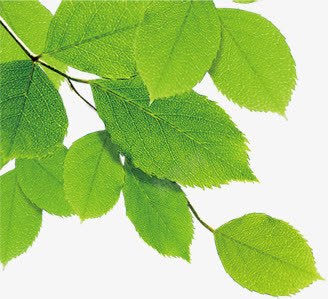 绿叶清新植物美景png免抠素材_新图网 https://ixintu.com 植物 清新 绿叶 美景