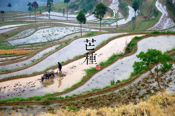 芒种节气式承接页jpg设计背景_新图网 https://ixintu.com 承接 节气 芒种