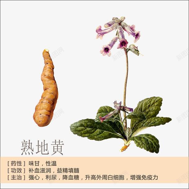 熟地黄简介png免抠素材_新图网 https://ixintu.com 中草药 中药 中药绘画 熟地黄 草药 草药功能介绍