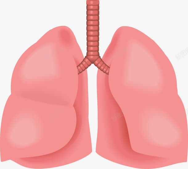 心肺器官图标png_新图网 https://ixintu.com 五脏六腑 人体 人体五脏 人体内脏器官 人体器官 内脏 内脏图 卡通人体器官图标 器官 心 心肺功能 肝脏 肺 胃