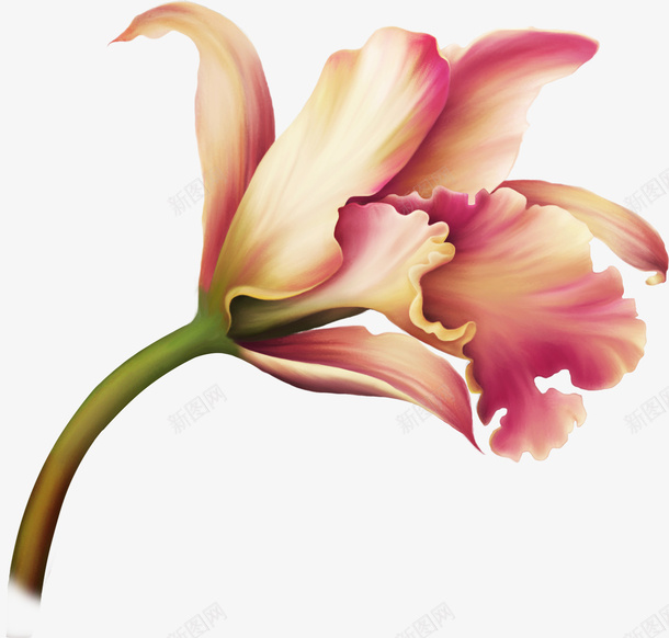 手绘鲜花春季20png免抠素材_新图网 https://ixintu.com 手绘 春季 绝美 鲜花