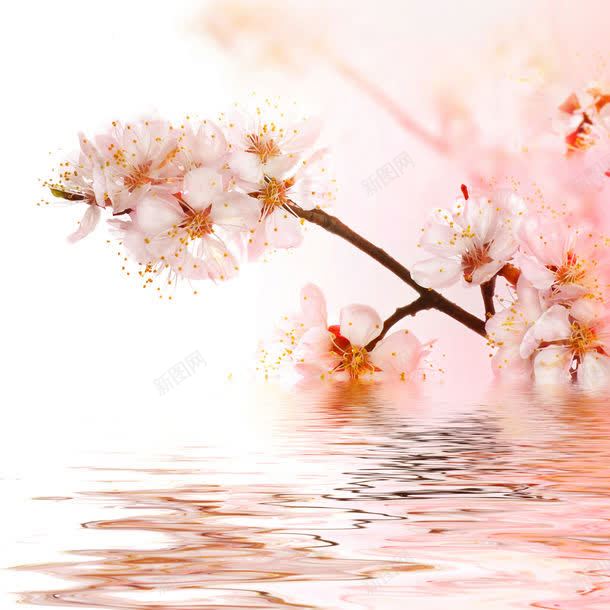 鲜花摄影jpg_新图网 https://ixintu.com 乡村 休闲旅游 公园 图片素材 底纹背景 景区 水纹 田园 背景花边 自然风光 花朵 高清鲜花摄影图片 高清鲜花摄影图片素材下载 鲜花