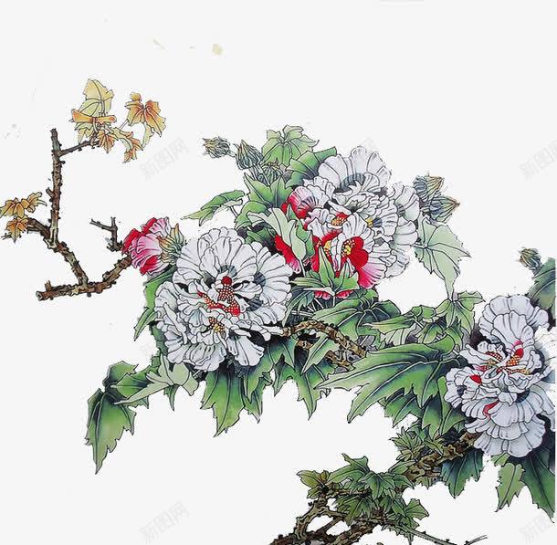 中国画木芙蓉花元素png免抠素材_新图网 https://ixintu.com 中国风 手绘 木芙蓉 装饰