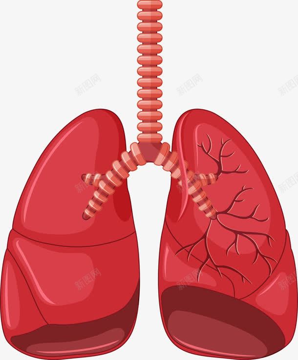 人体肝脏图标png_新图网 https://ixintu.com 五脏六腑 人体 人体五脏 人体内脏器官 人体器官 内脏 卡通人体器官图标 器官 心 肝脏 肺 胃