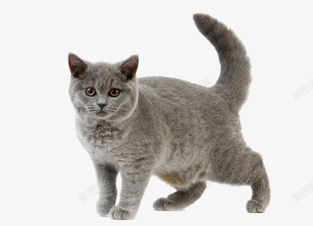 一只可爱猫咪png免抠素材_新图网 https://ixintu.com 家猫 灰猫 猫咪 猫咪摇尾巴