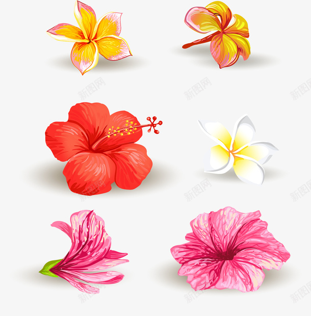 手绘花朵矢量图ai免抠素材_新图网 https://ixintu.com 手绘 热带花朵 盛开的花朵 绽放的花朵 花朵 鸡蛋花 矢量图