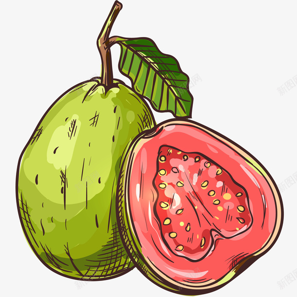 红心番石榴手绘插画矢量图ai免抠素材_新图网 https://ixintu.com 免抠PNG 处暑 番石榴 红心番石榴手绘插画 芭乐 鸡屎果 矢量图