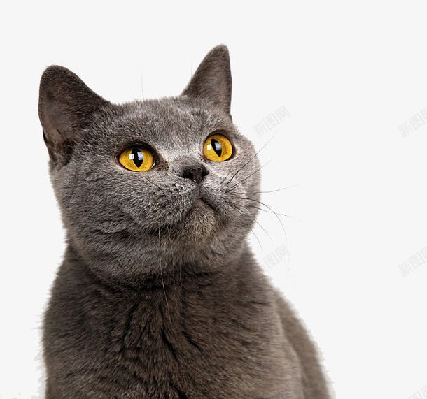 黑色猫咪png免抠素材_新图网 https://ixintu.com 抬头猫咪 猫咪 萌宠 黑色
