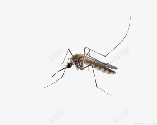 蚊虫样本png免抠素材_新图网 https://ixintu.com 昆虫 经典 网页设计 蚊子 蚊虫 装饰图 黑色蚊子