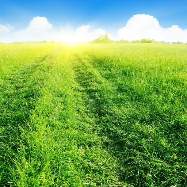 阳光下的野草jpg设计背景_新图网 https://ixintu.com 其它类别 图片素材 太阳 植物 沿阶草 白云 背景花边 草地 蓝天 阳光 阳光下的野草图片 阳光下的野草图片素材下载