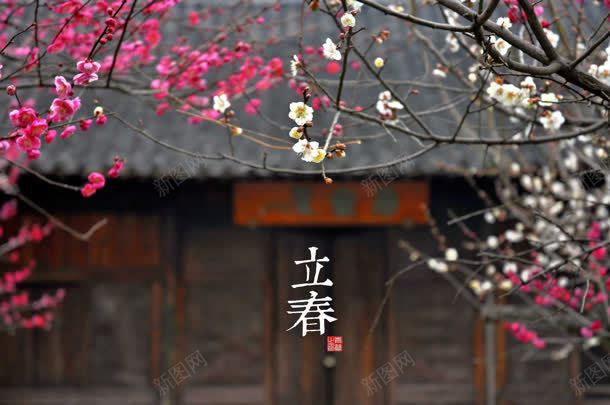 立春梅花开满枝头jpg设计背景_新图网 https://ixintu.com 枝头 梅花 立春