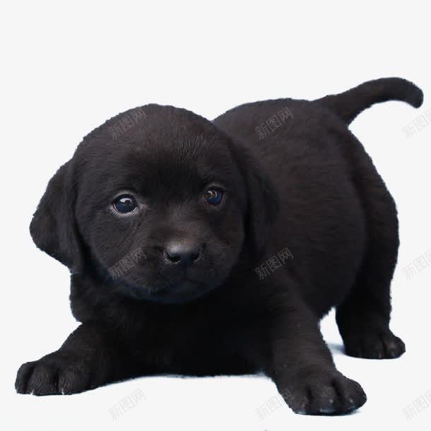 纯黑的狗狗png免抠素材_新图网 https://ixintu.com 产品实物 宠物犬 幼崽 拉布拉多