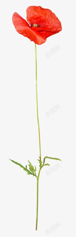 虞美人花朵红色花朵png免抠素材_新图网 https://ixintu.com 红色 花朵 虞美人