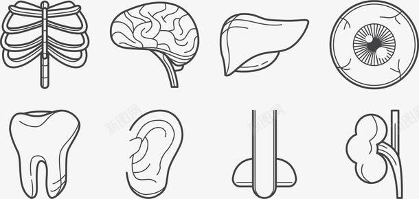 人体器官图标png_新图网 https://ixintu.com 人体器官 人脑 内脏 内脏图 卡通图标 大脑 头脑 头部 智齿 牙齿 耳 脊椎骨 脑神经